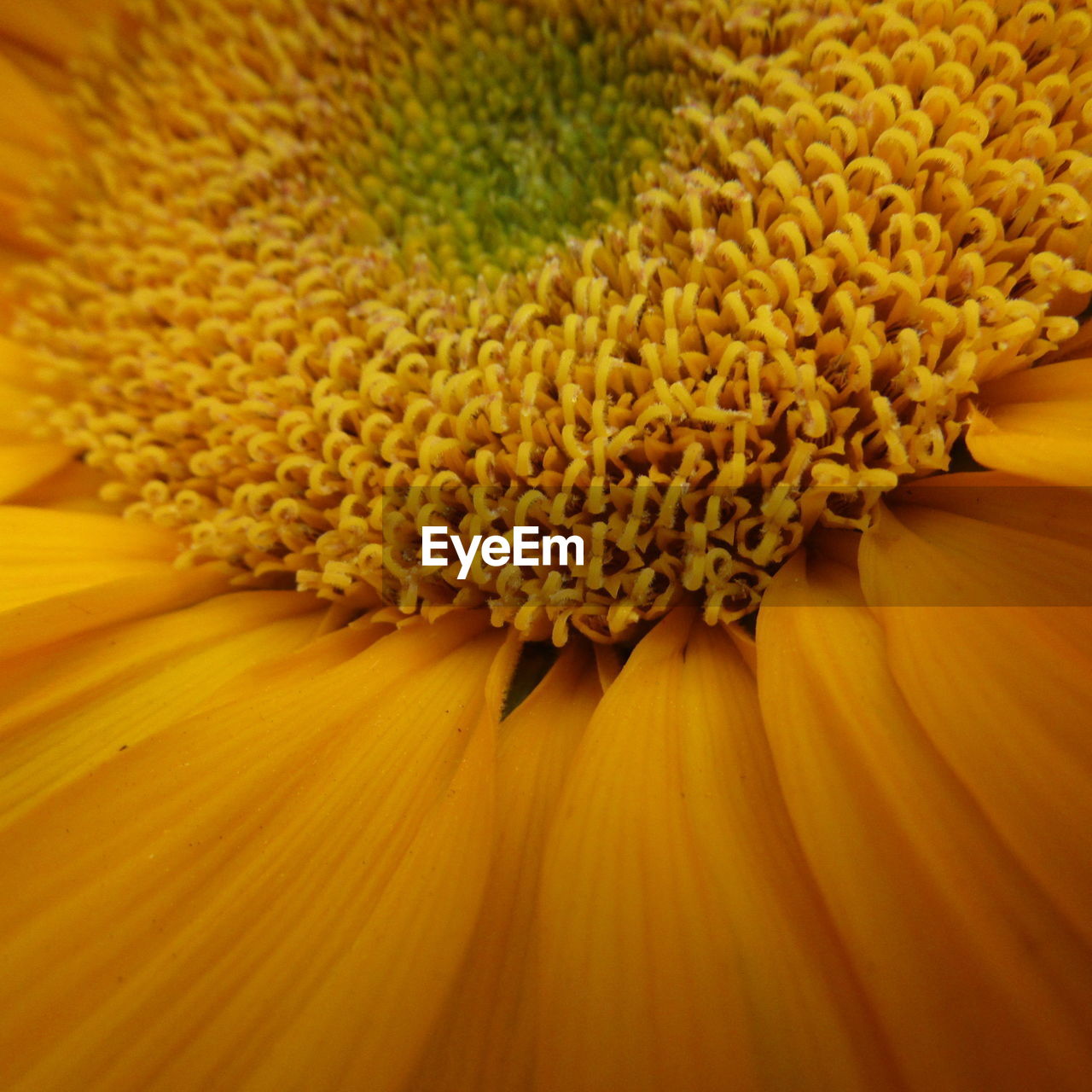 Close-up of yellow flower