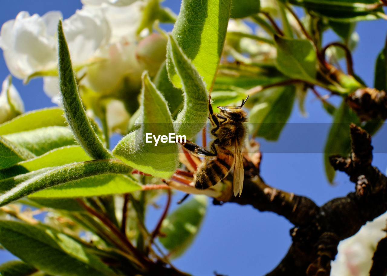 Close-up of insect on plant