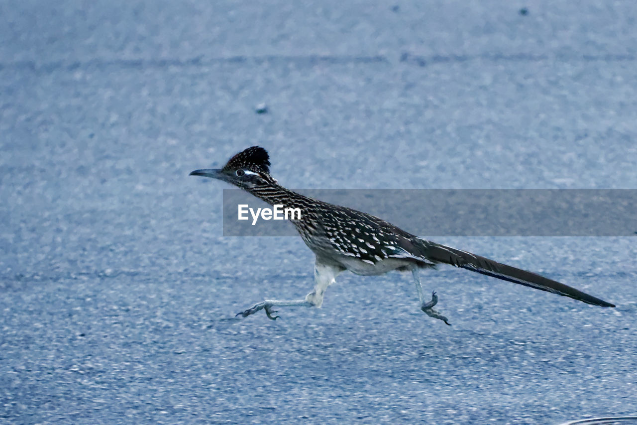 Roadrunner on street