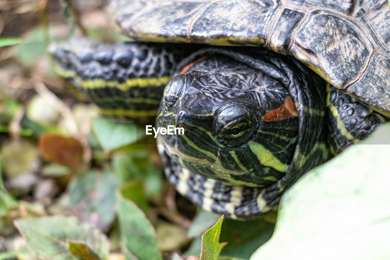 close-up of turtle on field