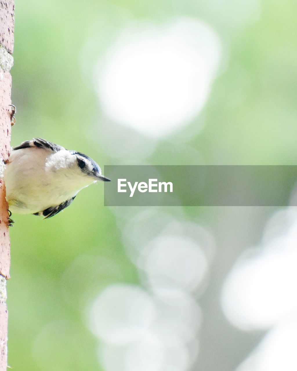 SIDE VIEW OF BIRD PERCHING ON A WOODEN SURFACE