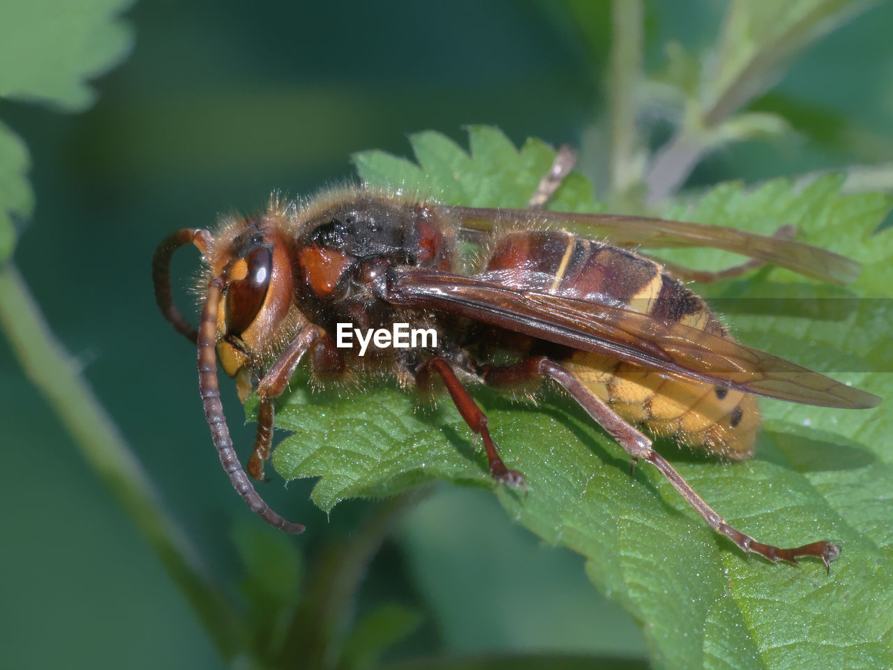 INSECT ON LEAF