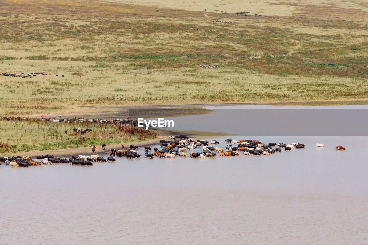 Cattle in a lake