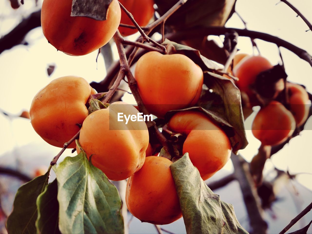 Ripe persimmons fruit on branch