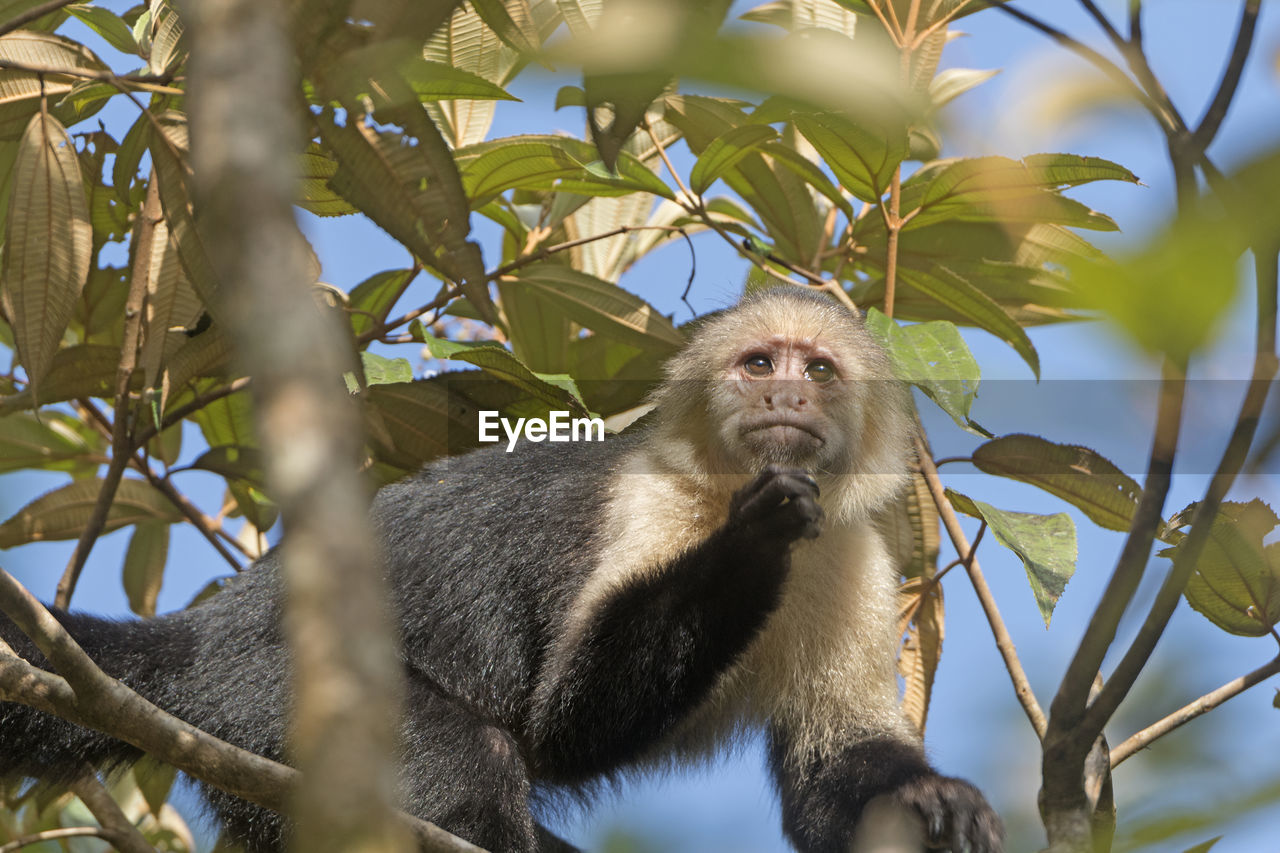 White face monkey in a tree in tortuguero national park in costa rica