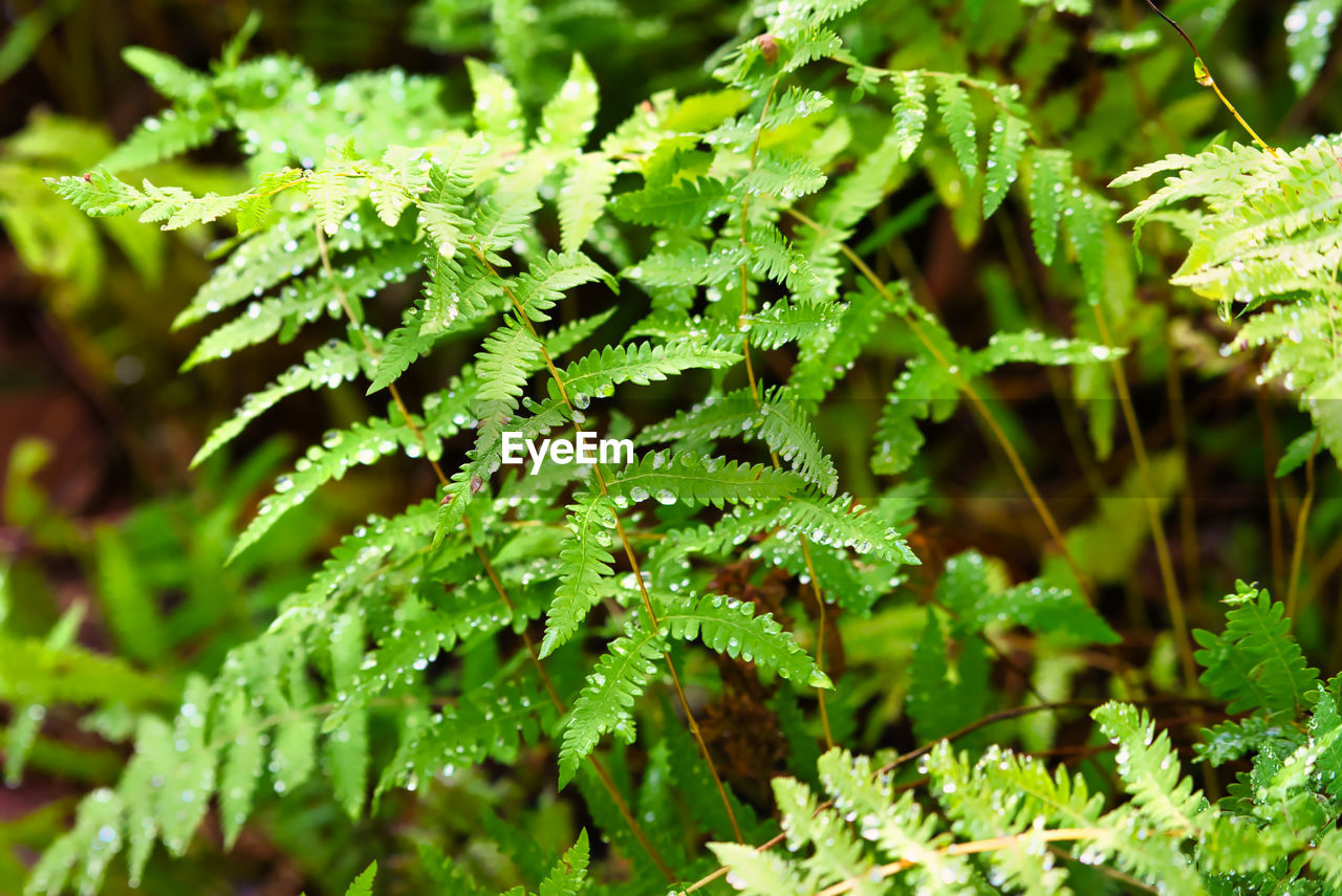 CLOSE-UP OF FRESH GREEN PLANT WITH DEW