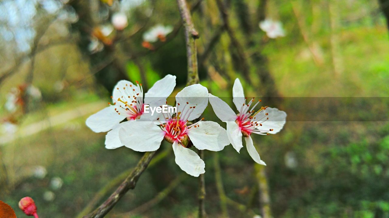 Close-up of white flowers against blurred background