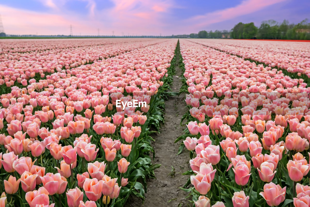 plant, landscape, sky, beauty in nature, flower, nature, environment, agriculture, land, field, flowering plant, pink, cloud, rural scene, freshness, tulip, in a row, growth, red, abundance, scenics - nature, horizon, multi colored, no people, horizon over land, vibrant color, blue, outdoors, crop, springtime, tranquility, sunlight, petal, farm, flowerbed, sun, sunset, summer, large group of objects, day, flower head, fragility, idyllic, travel, tranquil scene, food, environmental conservation, urban skyline, inflorescence, backgrounds, panoramic, botany, landscaped