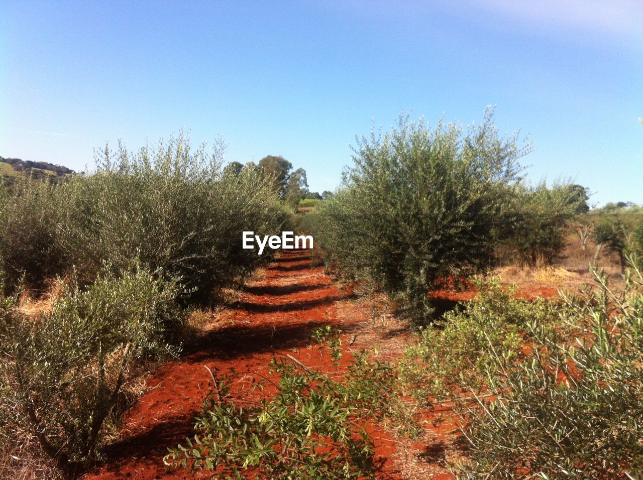 VIEW OF TREES ON FIELD