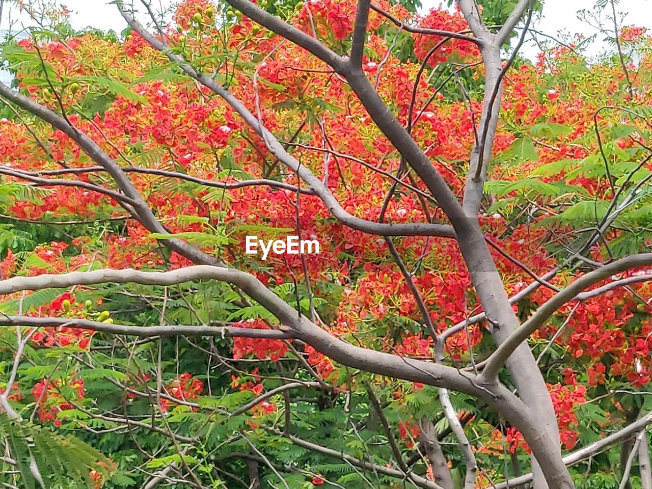 LOW ANGLE VIEW OF TREE IN FOREST