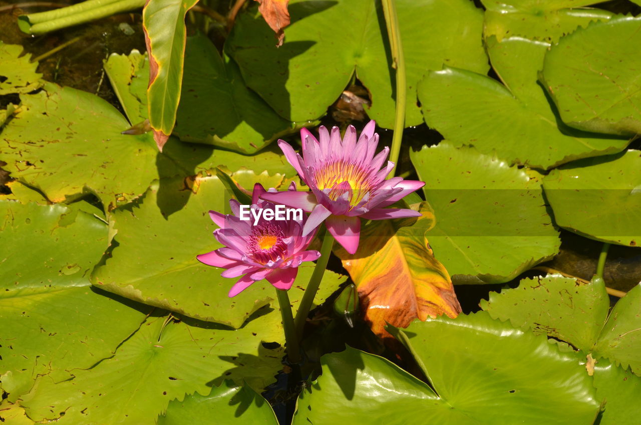 High angle view of pink water lilies blooming in pond