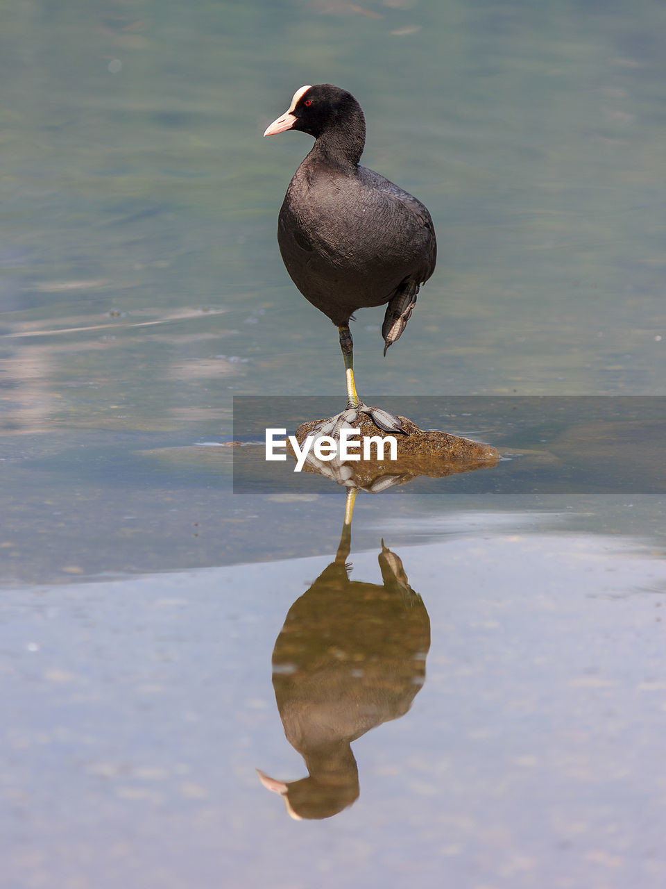 BIRD ON A LAKE