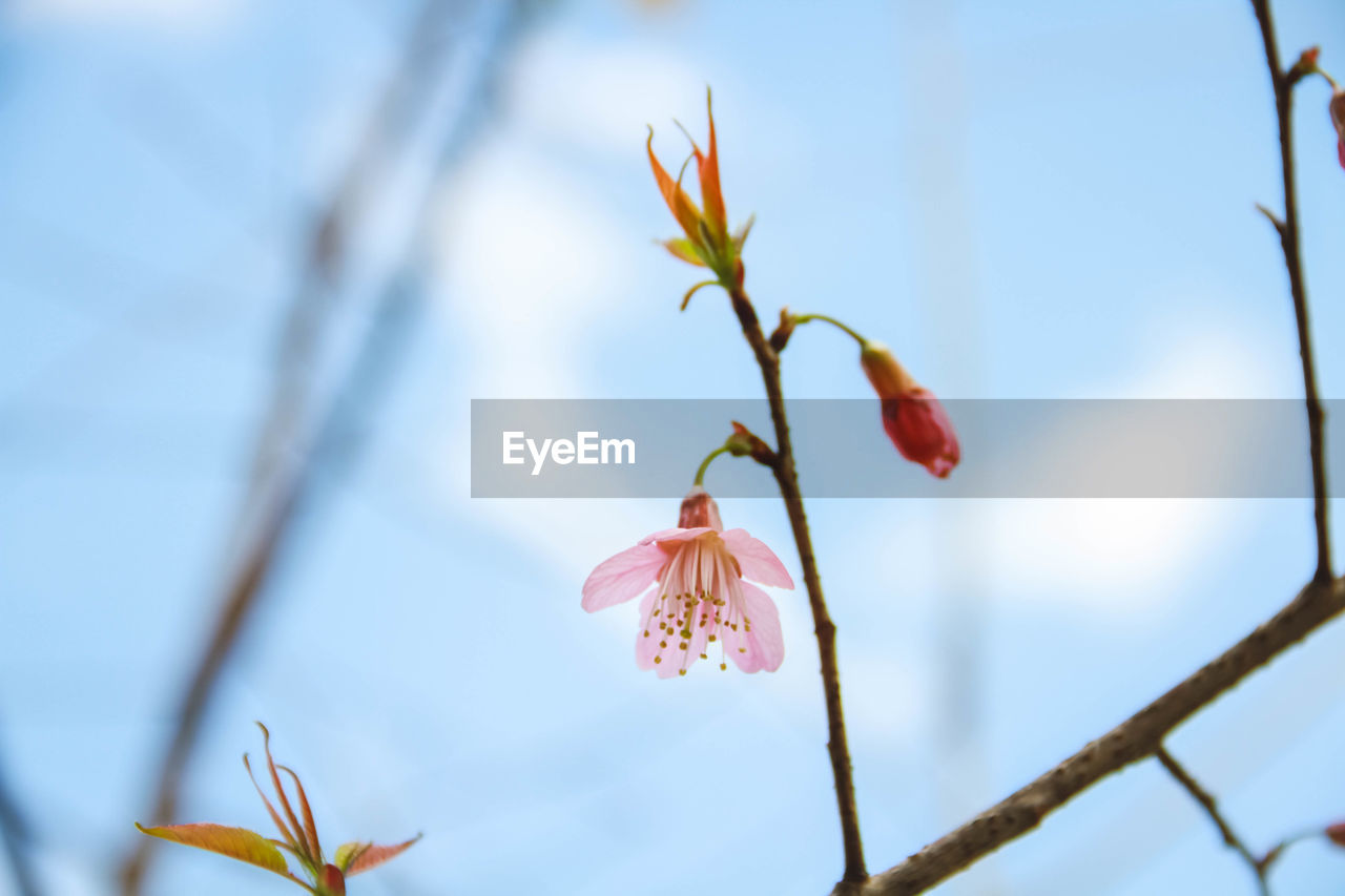 plant, beauty in nature, flower, nature, flowering plant, blossom, growth, freshness, tree, branch, fragility, no people, spring, close-up, leaf, focus on foreground, springtime, outdoors, sky, day, twig, plant part, macro photography, petal, red, botany, tranquility, pink, food, bud, selective focus, food and drink, fruit, flower head, inflorescence, low angle view