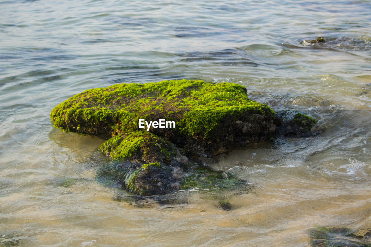 MOSS GROWING ON ROCKS