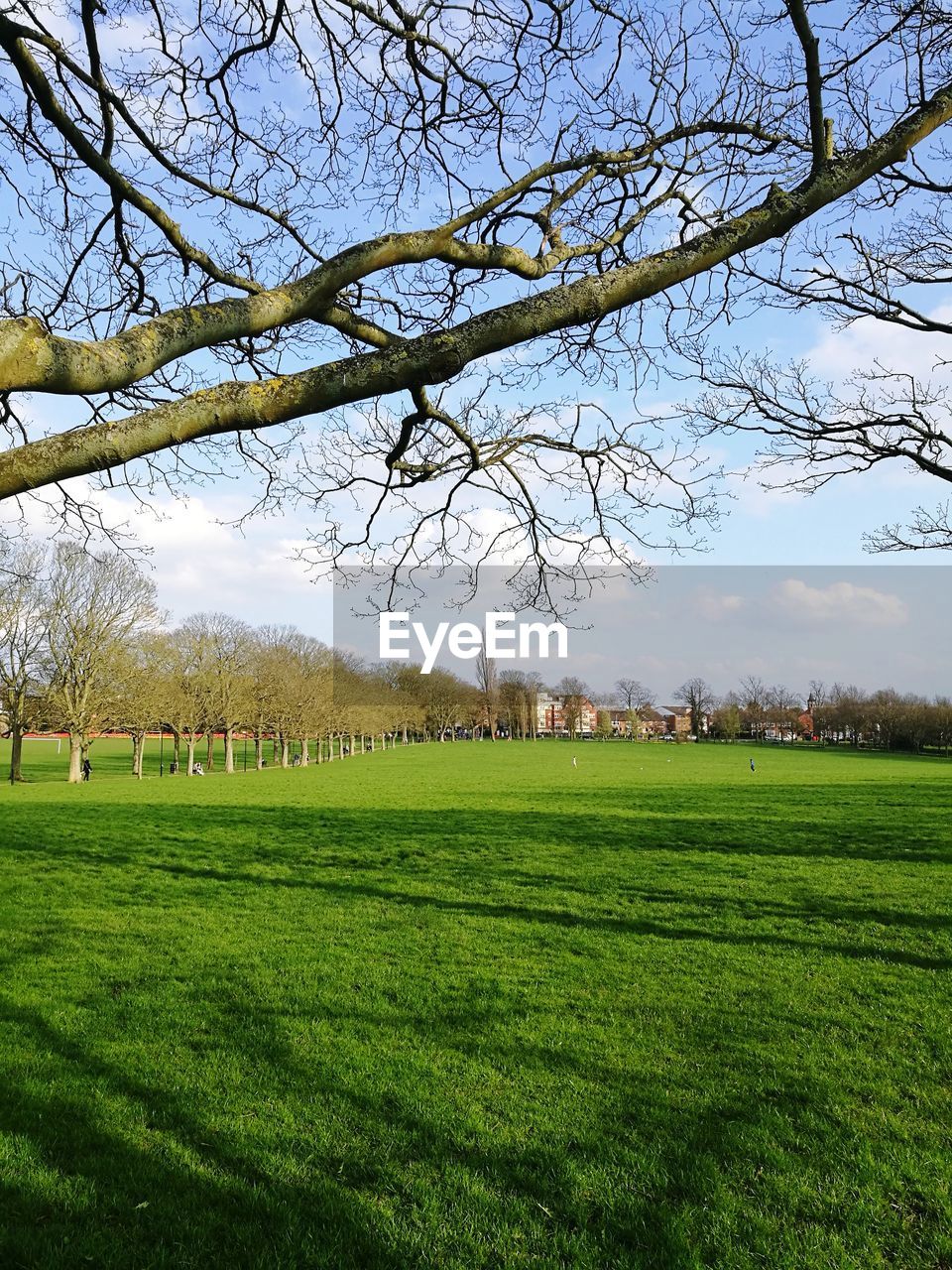 TREES ON FIELD AGAINST SKY