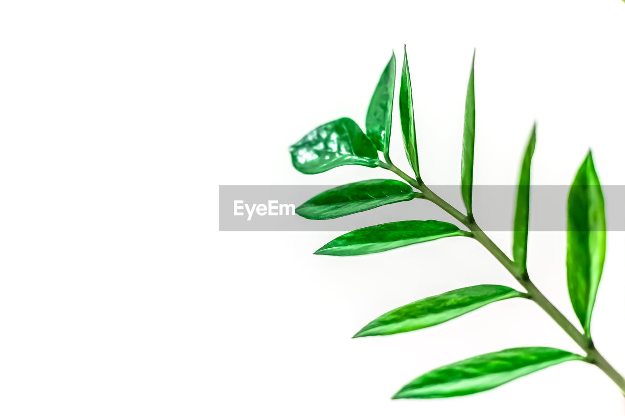 CLOSE-UP OF FRESH GREEN LEAVES AGAINST WHITE BACKGROUND