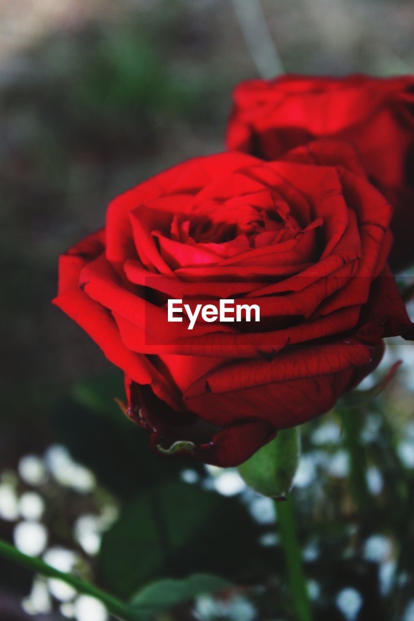 CLOSE-UP OF FRESH RED ROSES BLOOMING OUTDOORS