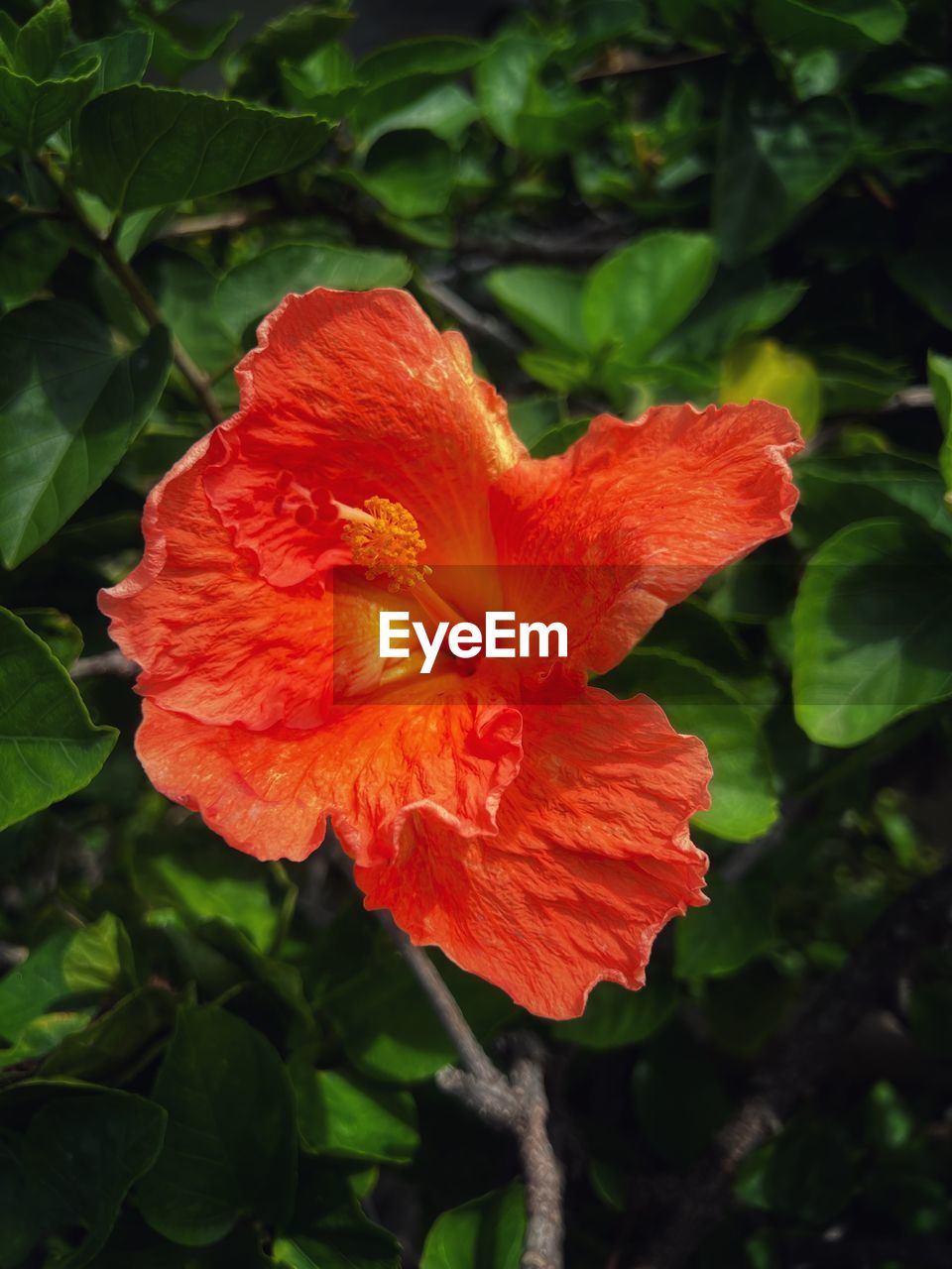 flower, plant, flowering plant, petal, freshness, beauty in nature, hibiscus, inflorescence, flower head, fragility, close-up, growth, nature, plant part, leaf, red, no people, botany, pollen, orange color, outdoors, stamen, green, blossom, day, springtime