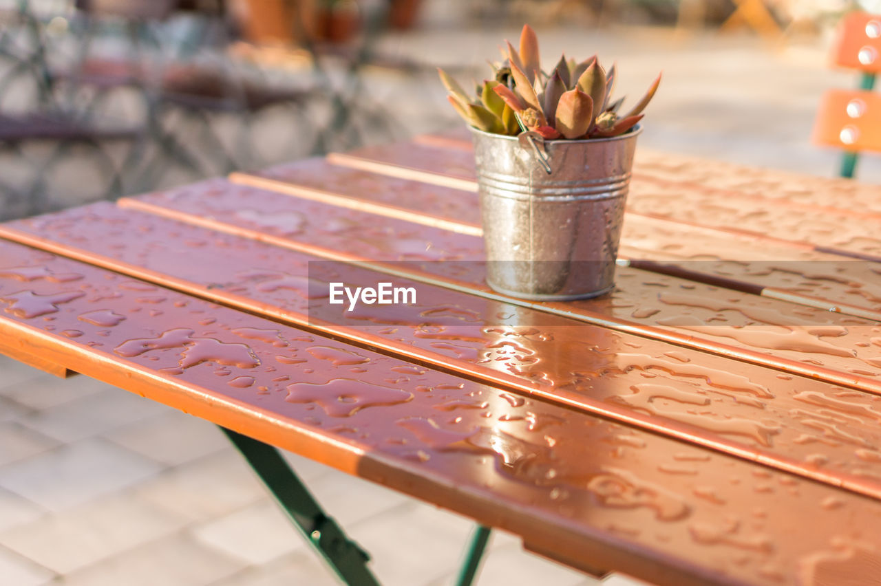 Close-up of potted plant on wet table