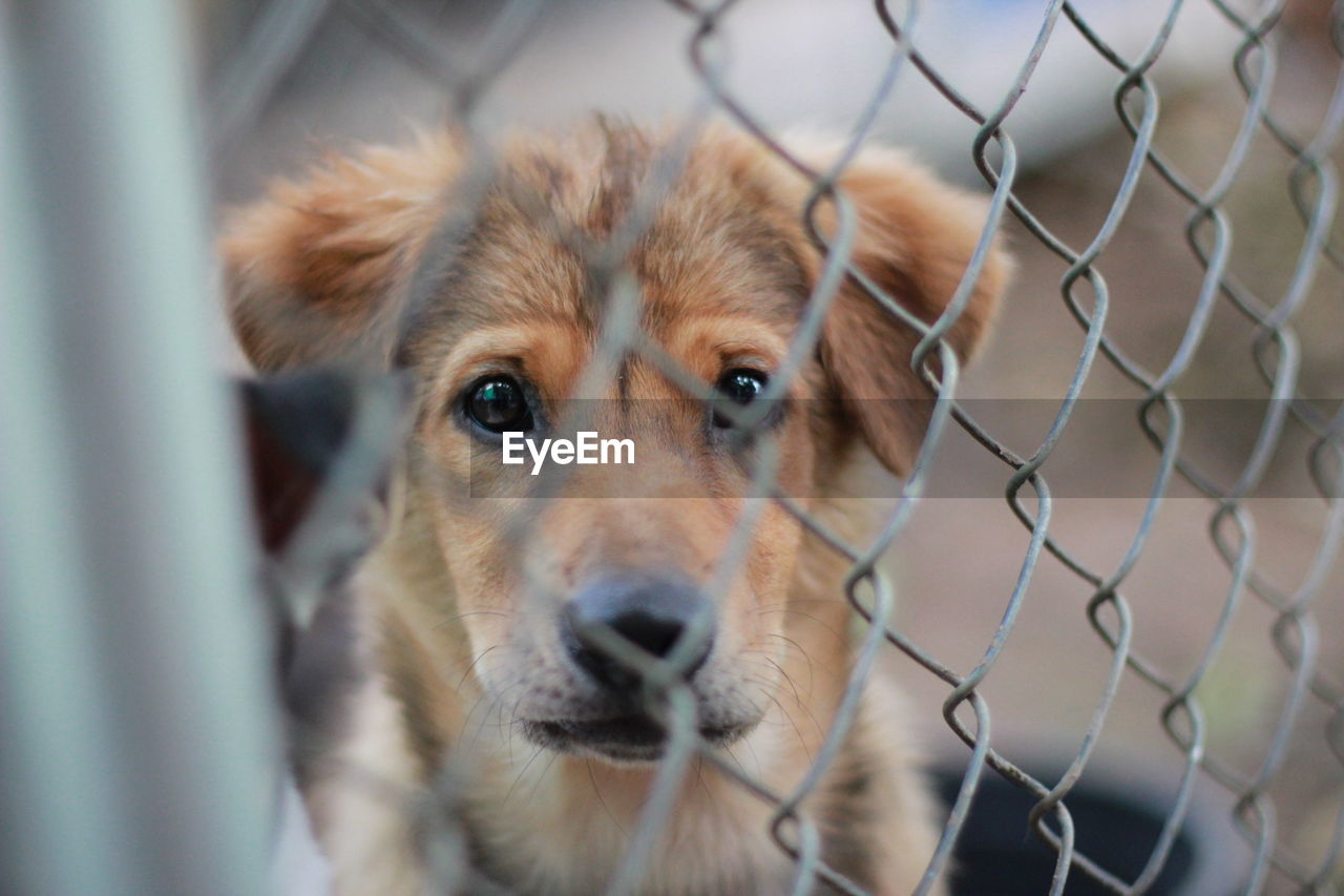 Close-up portrait of a dog