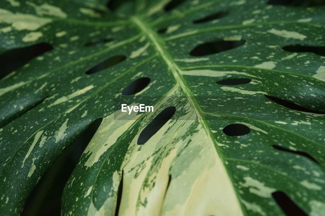 Close-up of raindrops on tropical monstera variegata leaves