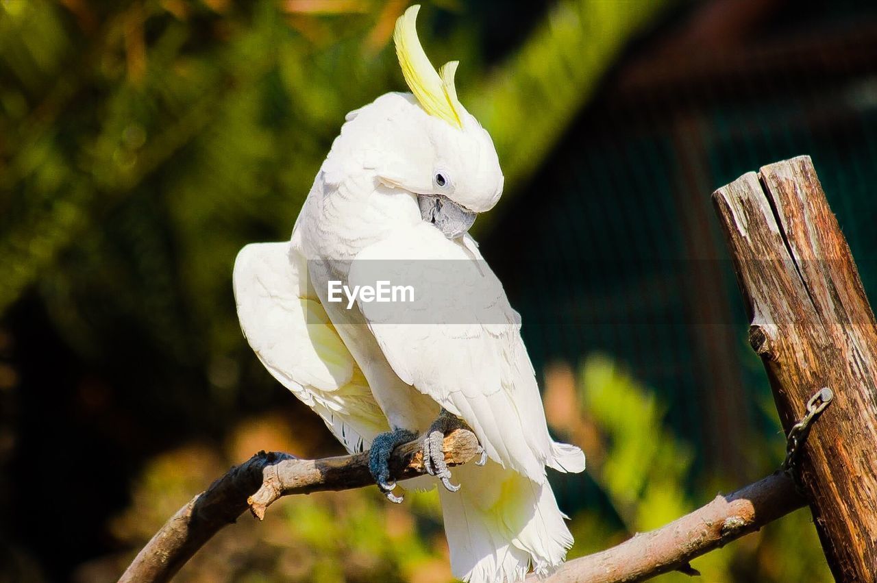 Close-up of parrot perching on branch