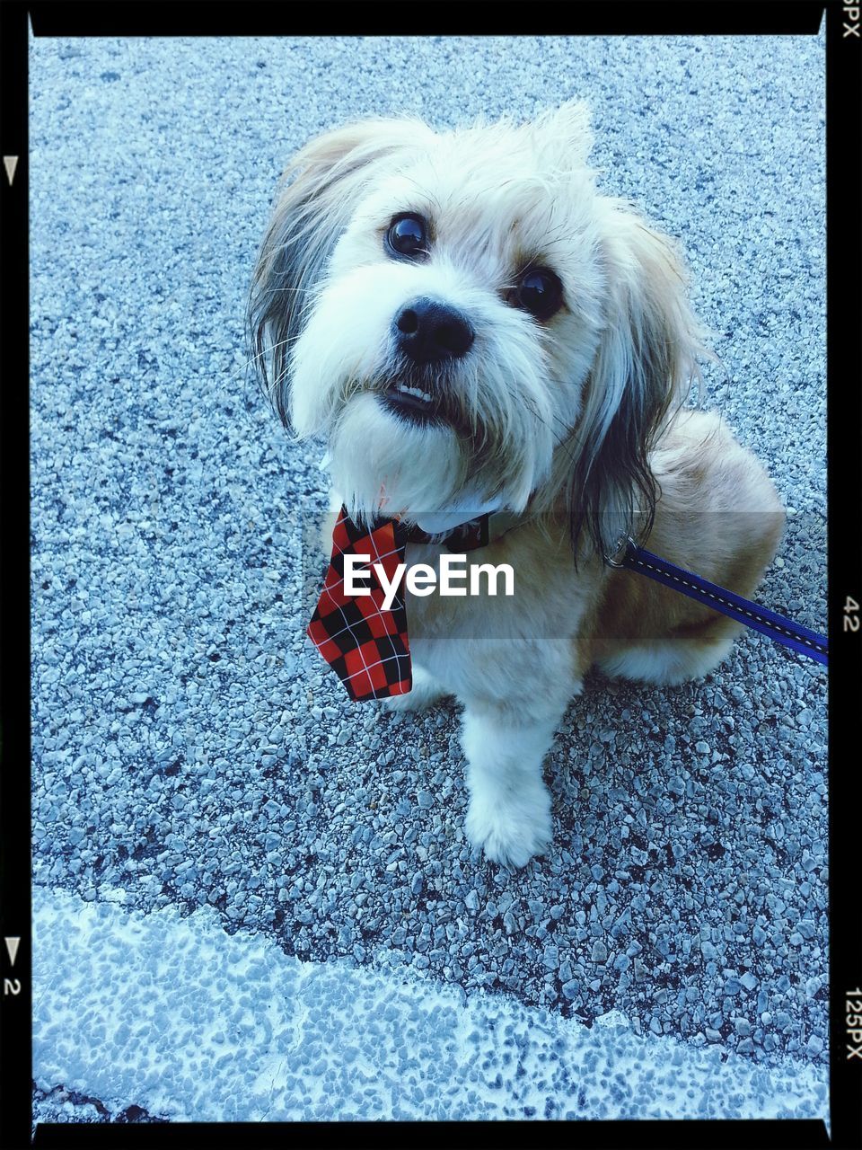 Portrait of dog wearing tie