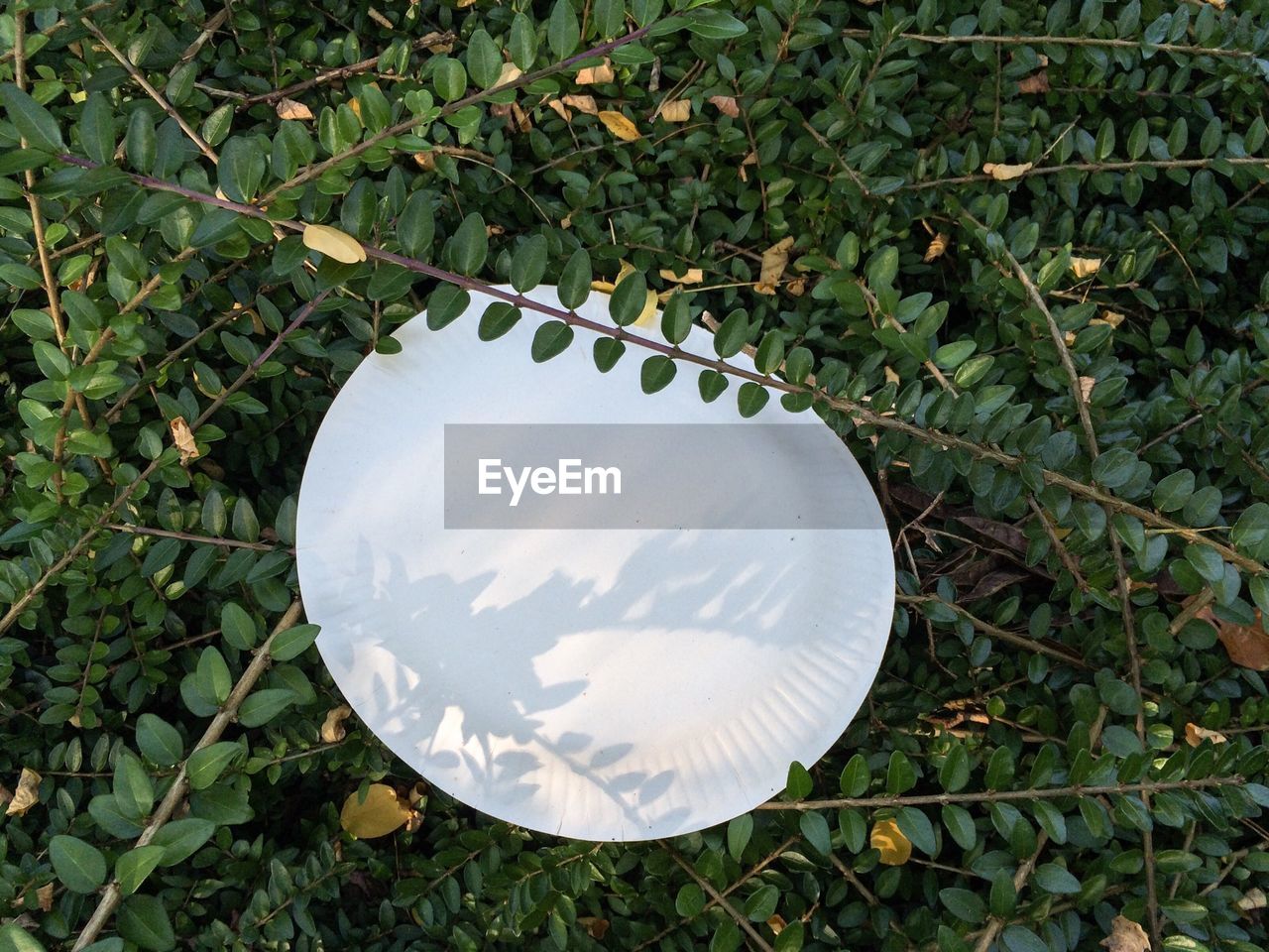 High angle view of paper plate on plants