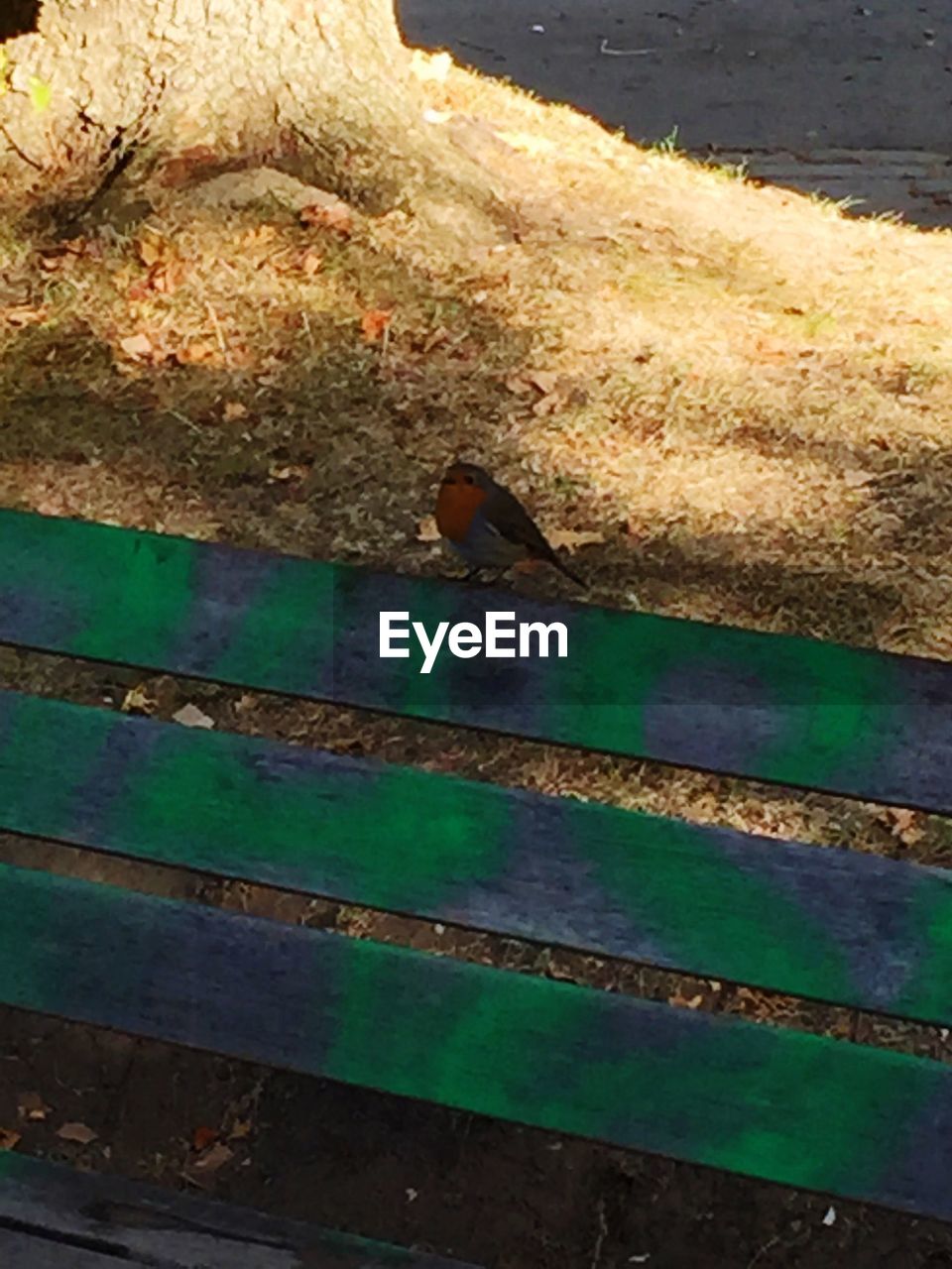 VIEW OF BIRD ON FOOTPATH