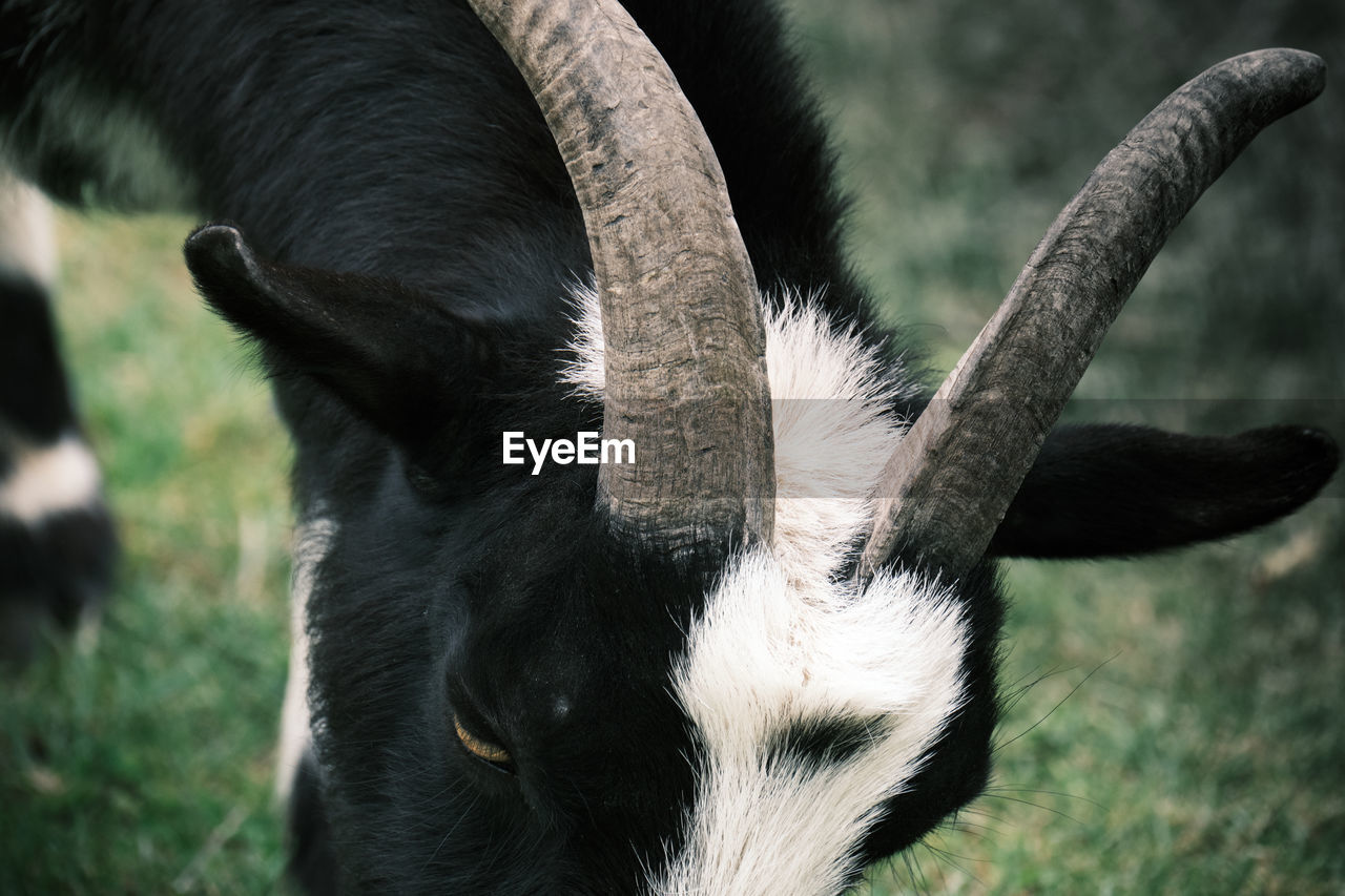 Close-up of a goat