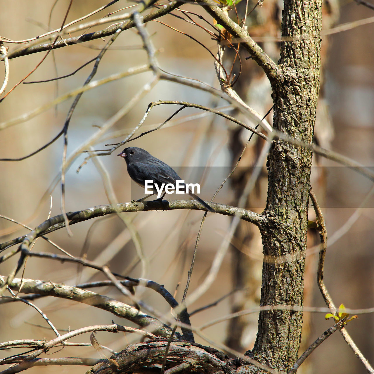 CLOSE-UP OF BIRD PERCHING ON TREE