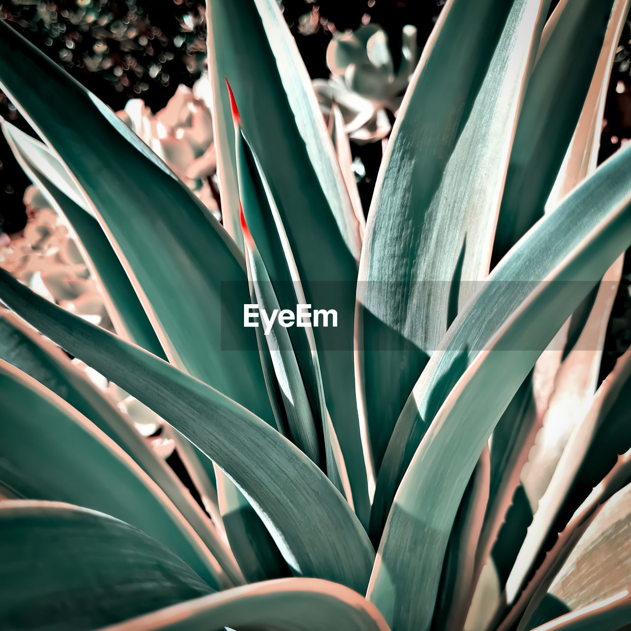 Retro style agave