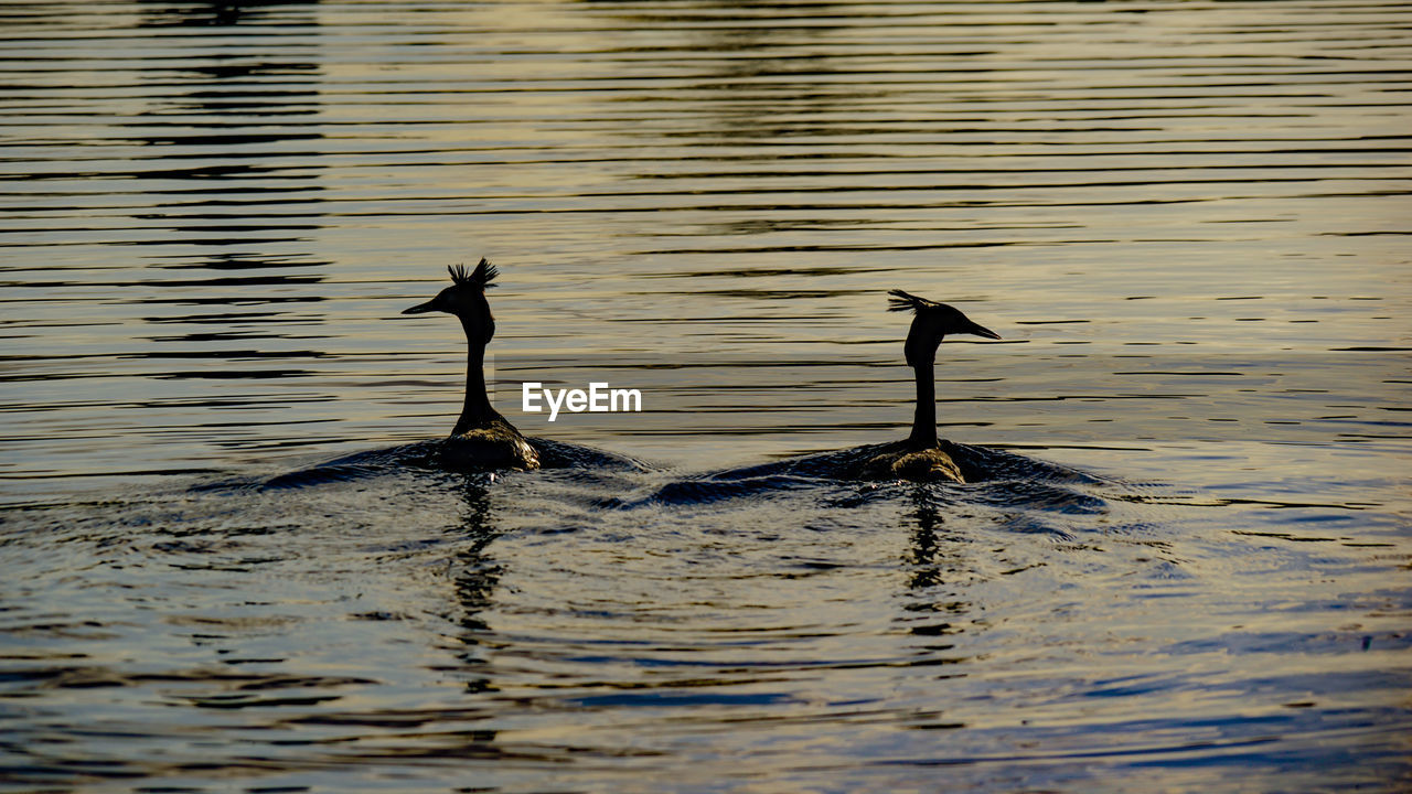 BIRDS SWIMMING IN LAKE