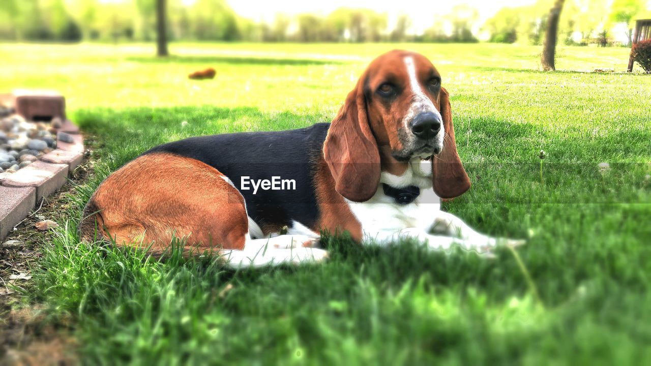 Dog relaxing on grassy field