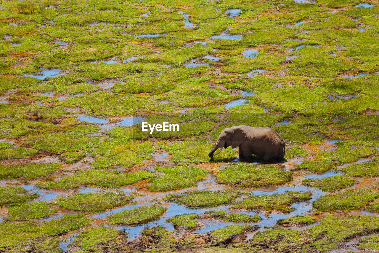 SHEEP GRAZING ON FIELD