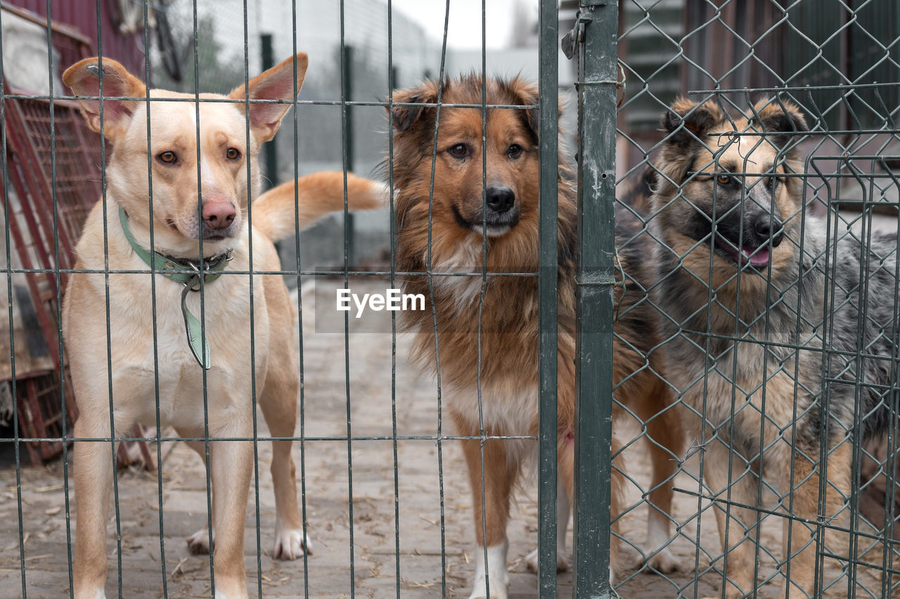 Dogs waiting for adoption in animal shelter. homeless dogs in the shelter. stray animals concept.