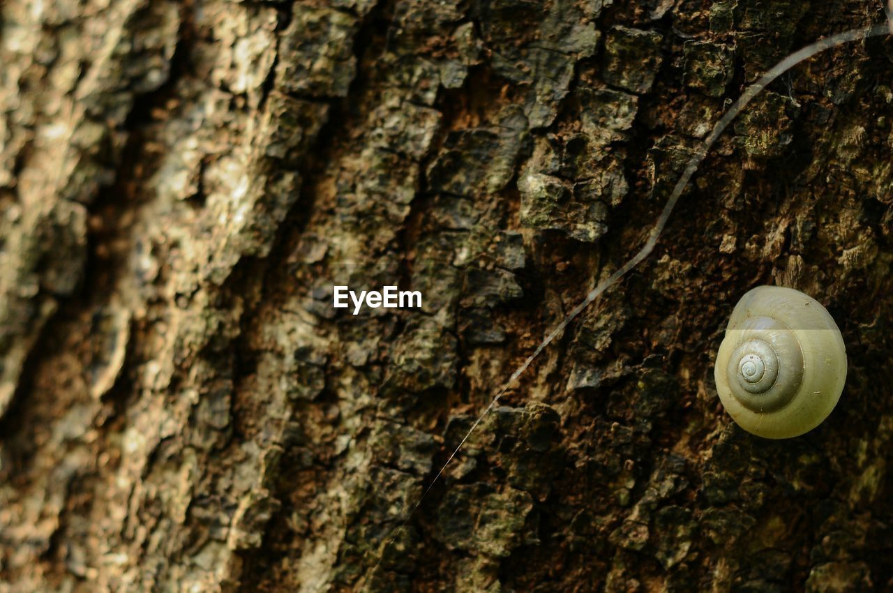 SNAIL ON TREE TRUNK