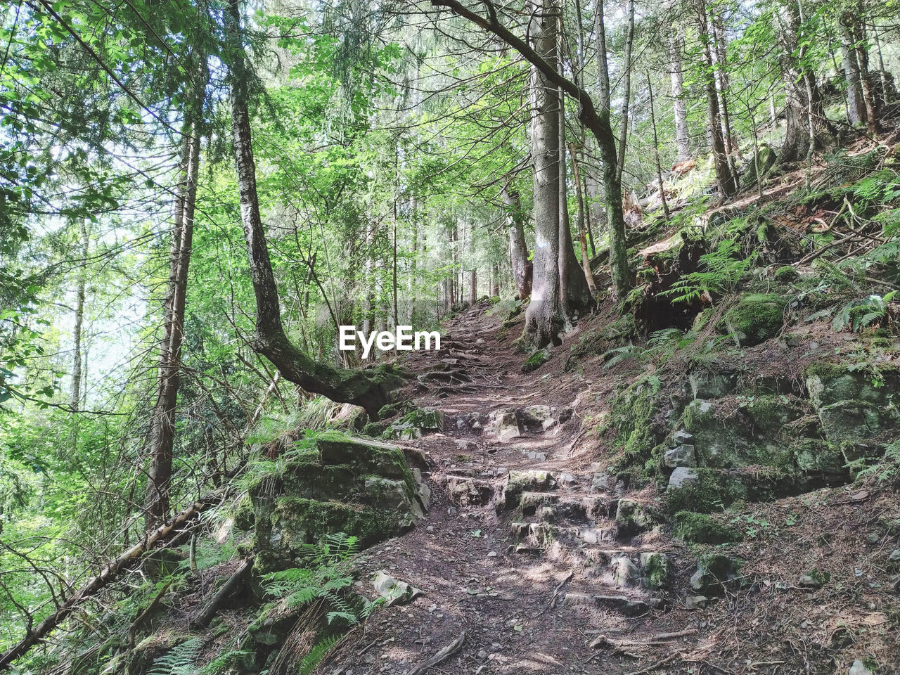 VIEW OF TREES IN FOREST