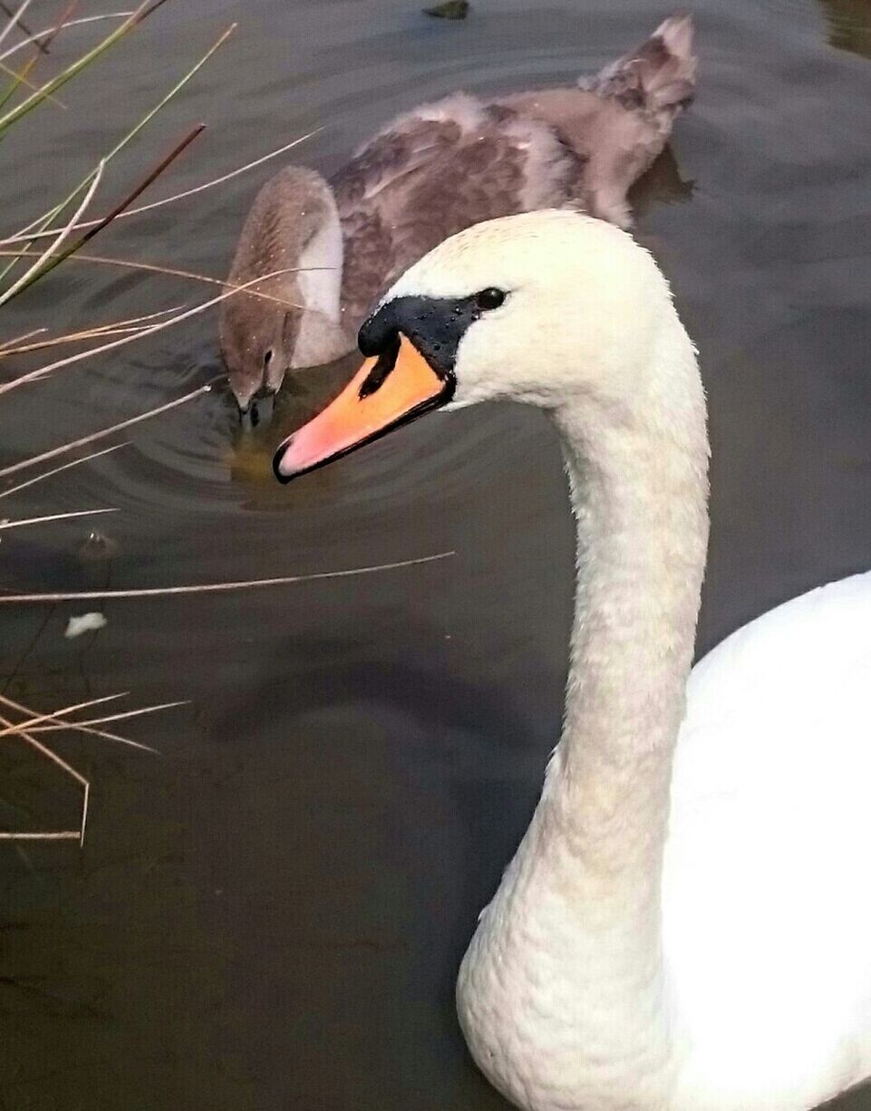 CLOSE-UP OF BIRDS IN WATER