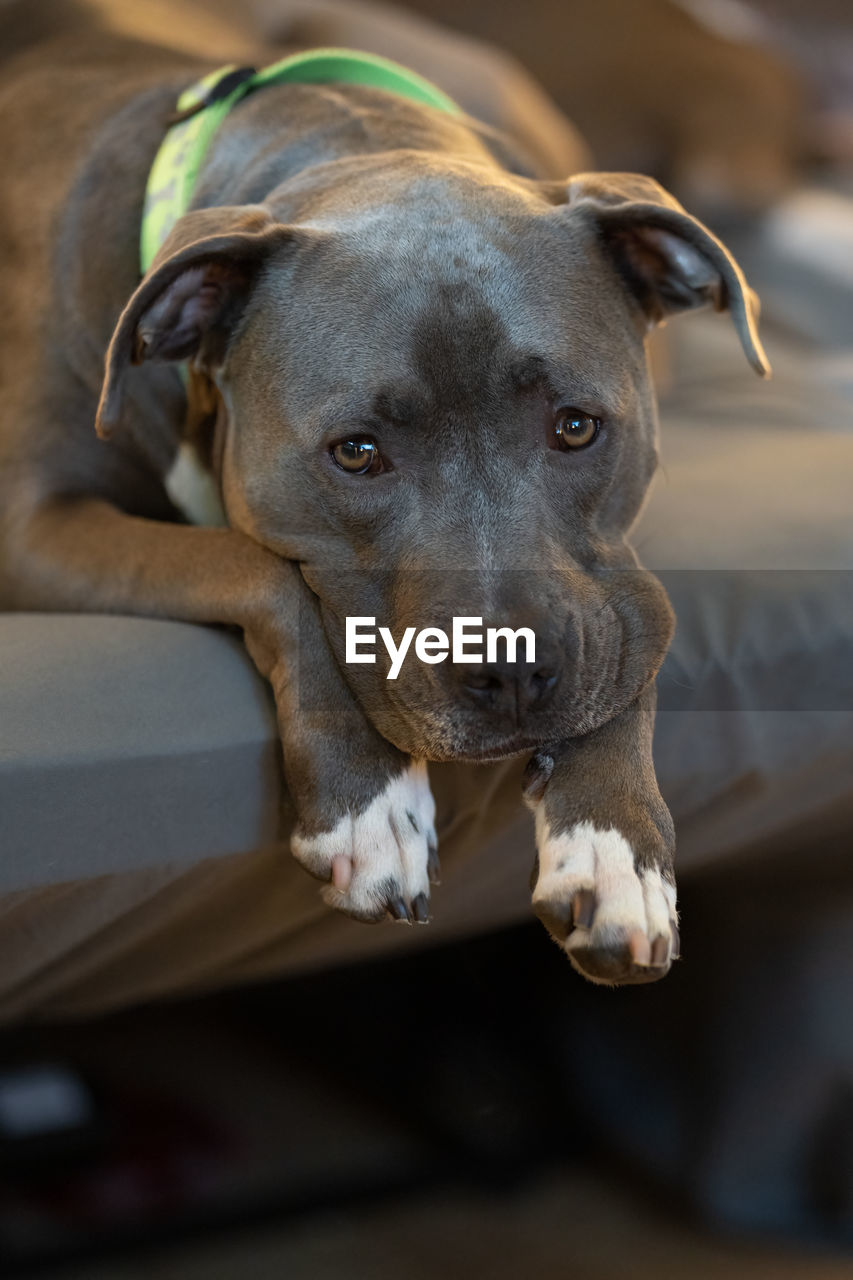 dog, pet, animal themes, one animal, animal, mammal, domestic animals, canine, puppy, portrait, looking at camera, no people, focus on foreground, relaxation, indoors, carnivore, looking