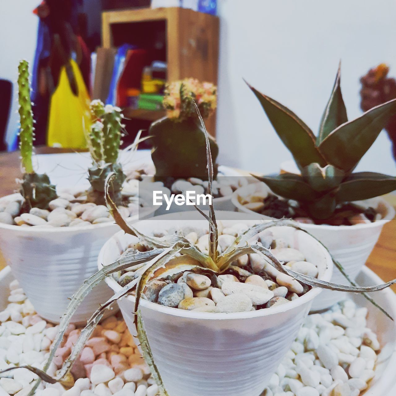 Close-up of potted plant on table