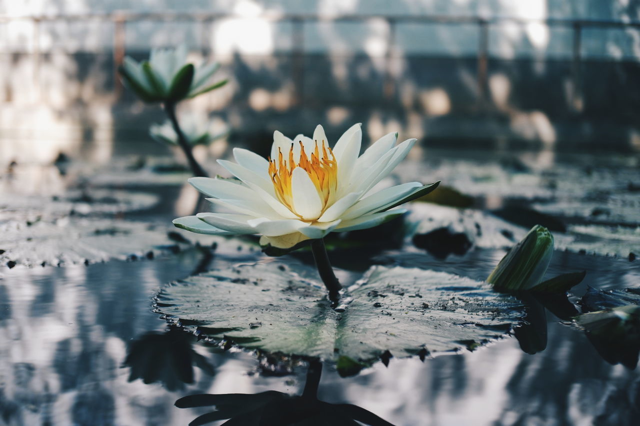 Close-up of water lily blooming in lake