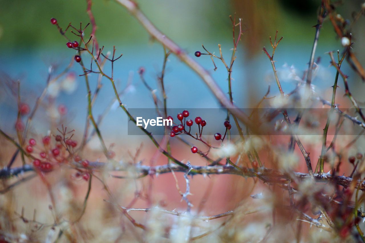 Close-up of red berries on tree