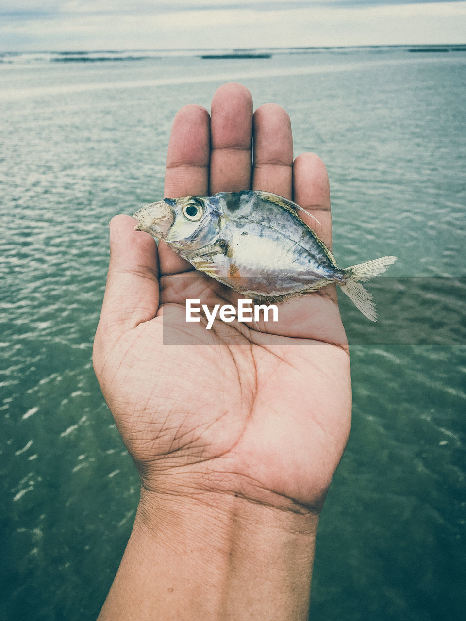 Close-up of hand holding fish in lake