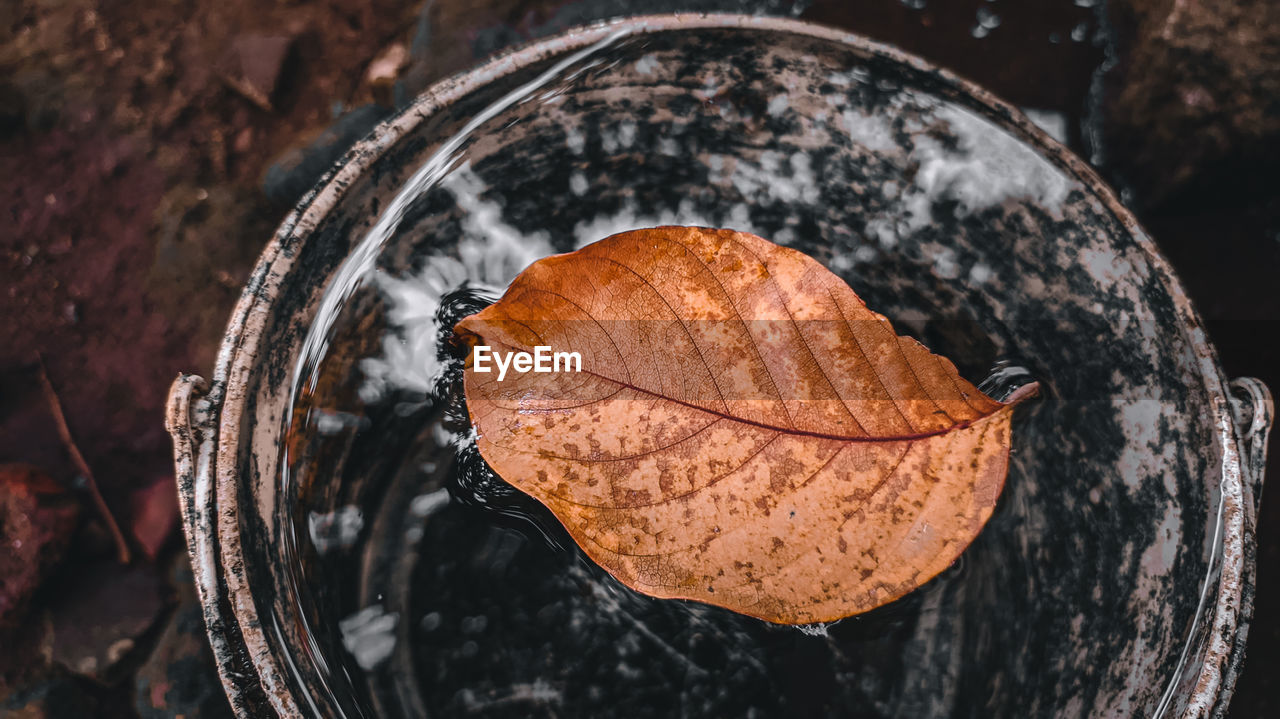 CLOSE-UP OF DRY AUTUMN LEAF ON TREE TRUNK