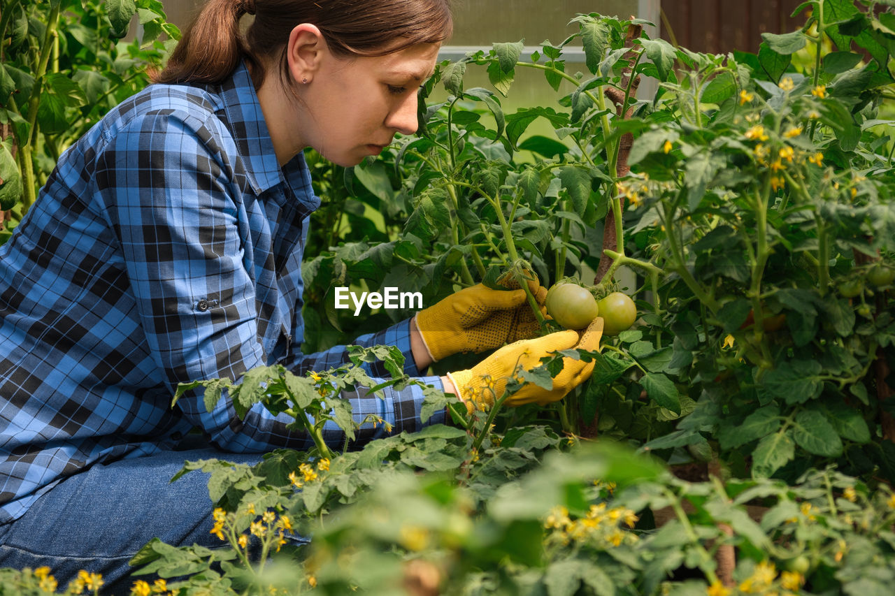 Woman inspecting tomatoes plants quality in  greenhouse. female farm worker blue checkered shirt