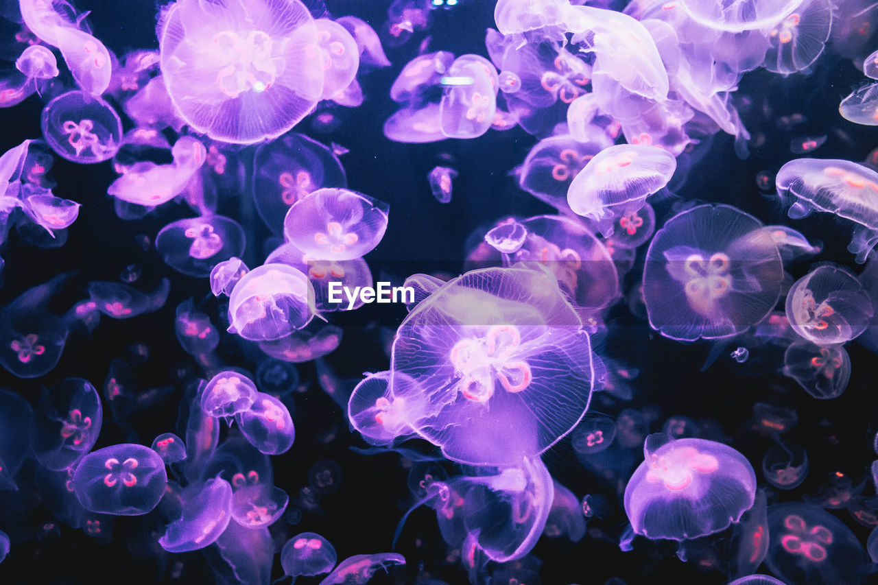 CLOSE-UP OF JELLYFISH SWIMMING UNDERWATER