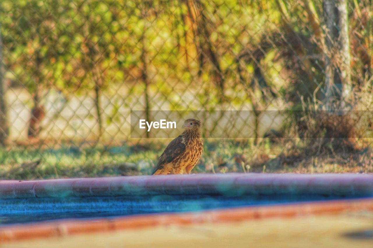BIRD PERCHING ON A TREE
