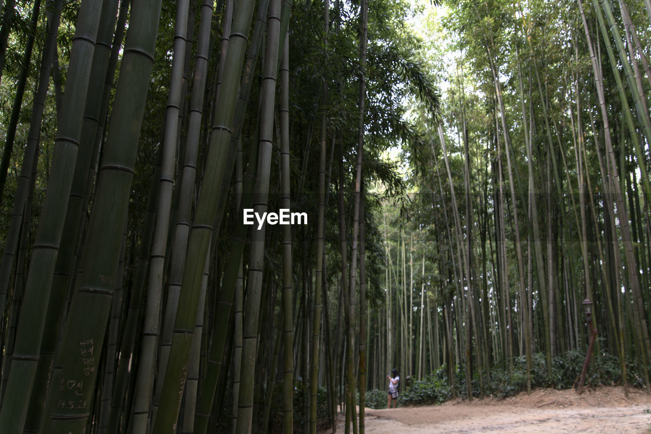 BAMBOO TREE IN FOREST