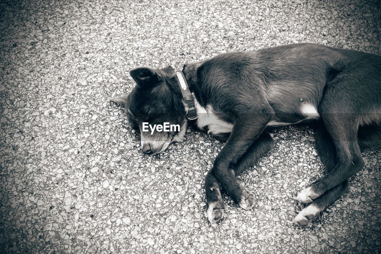 High angle view of sleeping dog